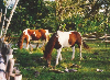 Unsere Pferde auf der Weide vor unserem Haus